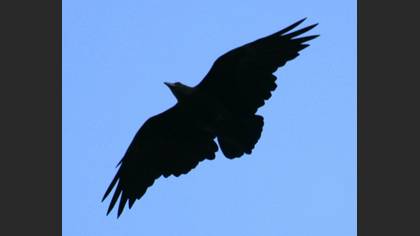 Fan-tailed Raven