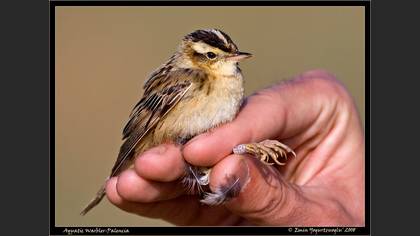 Aquatic Warbler