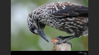Northern Nutcracker