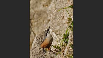 Kaya Sıvacısı