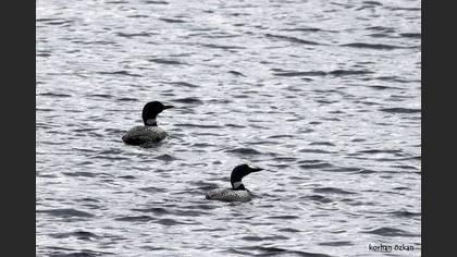 Common Loon