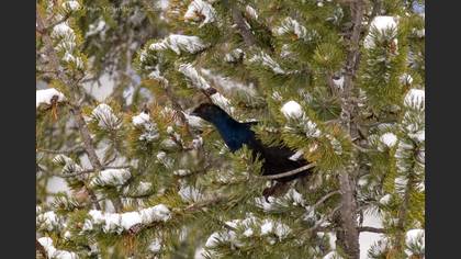 Black Grouse