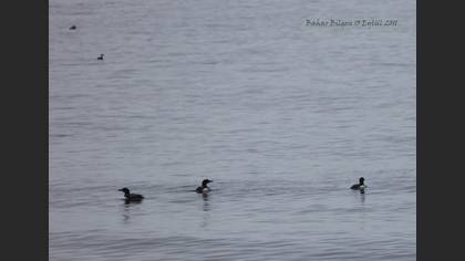 Common Loon