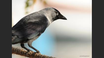 Küçük Karga
