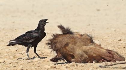 Fan-tailed Raven