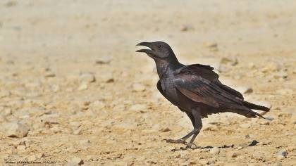 Fan-tailed Raven