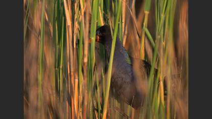 Allen`s Gallinule
