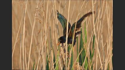 Allen`s Gallinule
