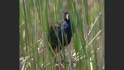 Allen`s Gallinule