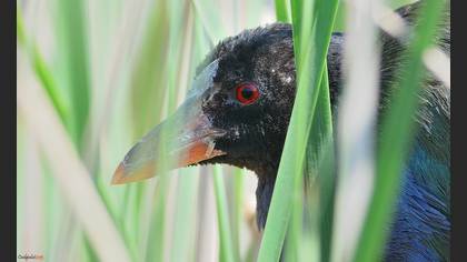 Allen`s Gallinule