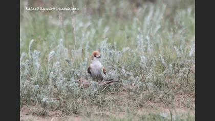 White-winged Lark