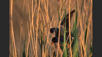 Allen`s Gallinule