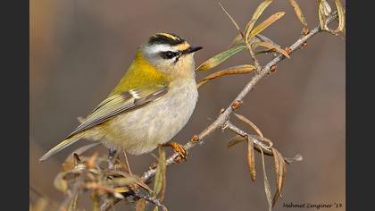 Sürmeli Çalıkuşu
