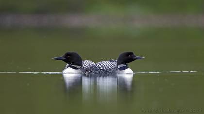Common Loon