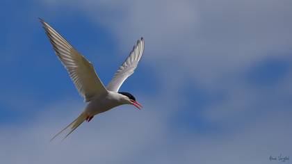 Arctic Tern