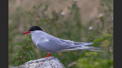 Arctic Tern