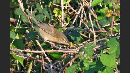Dusky Warbler