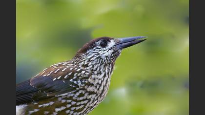 Northern Nutcracker