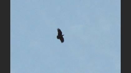 Fan-tailed Raven
