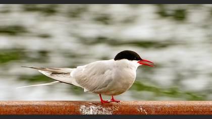 Arctic Tern