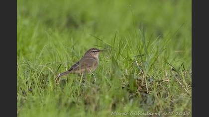 Dusky Warbler