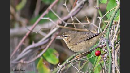 Dusky Warbler