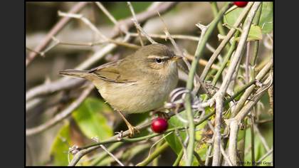 Dusky Warbler