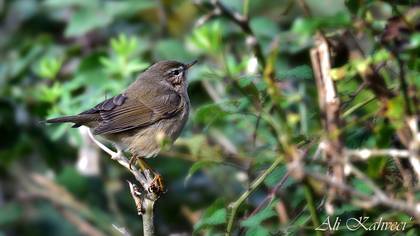 Dusky Warbler