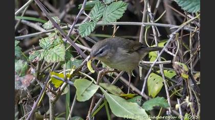 Dusky Warbler