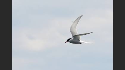 Arctic Tern