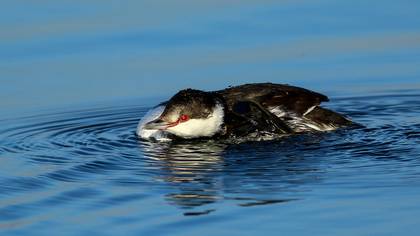 Kulaklı Batağan