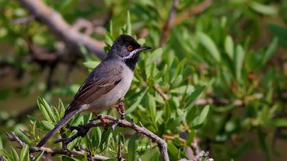 Karaboğazlı Ötleğen