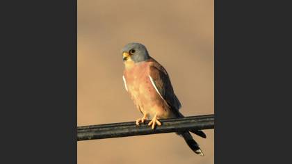 Küçük Kerkenez