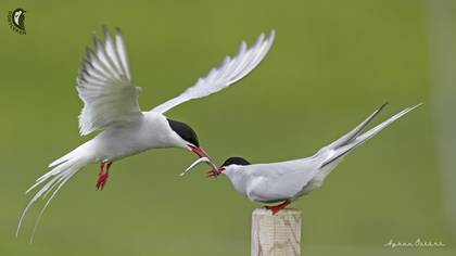 Arctic Tern