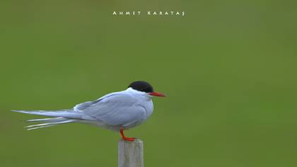 Arctic Tern