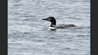 Common Loon