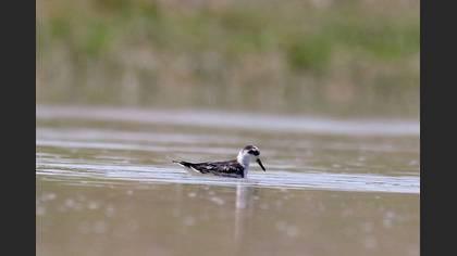 Red Phalarope