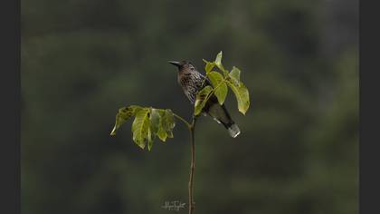 Northern Nutcracker
