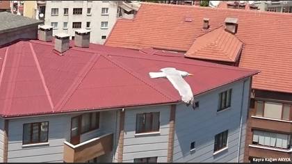Gümüş Martı