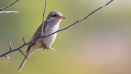 Kızılsırtlı Örümcekkuşu
