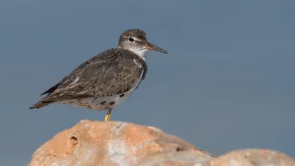 Spotted Sandpiper
