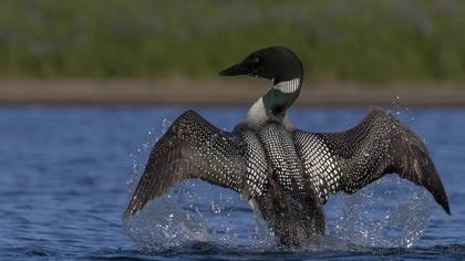 Common Loon