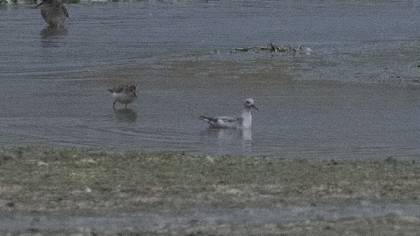 Red Phalarope