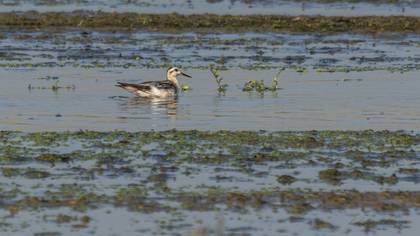 Red Phalarope