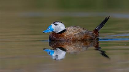 Dikkuyruk