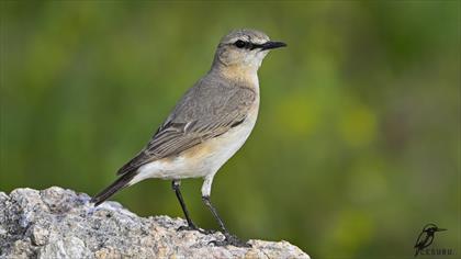 Boz Kuyrukkakan