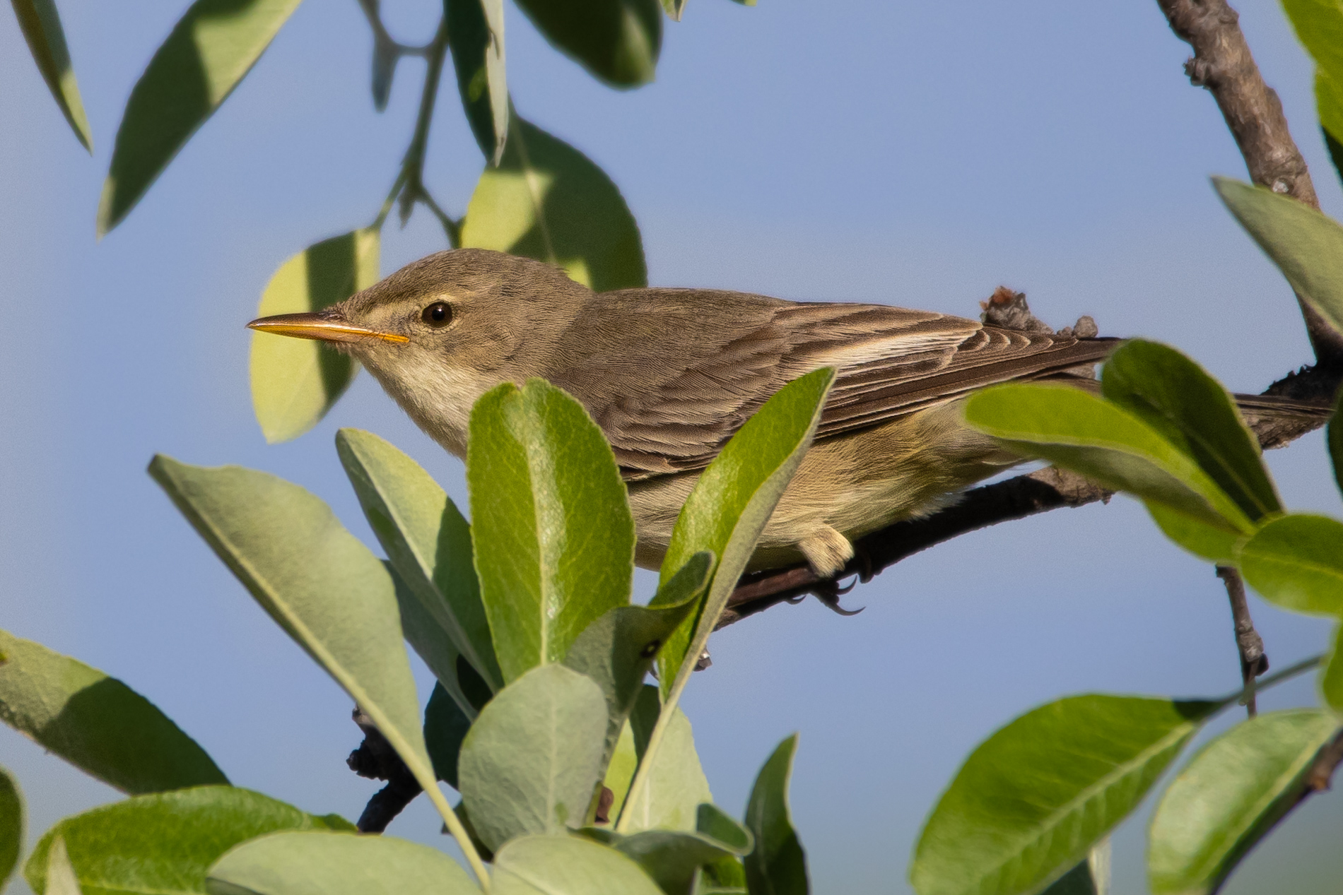 Zeytin Mukallidi