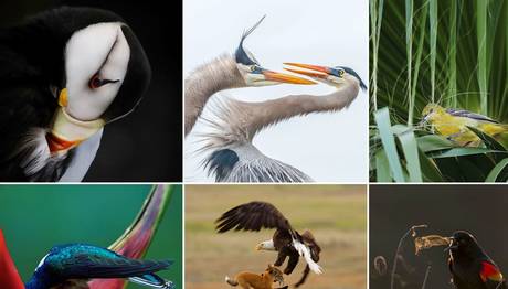 2019 Audubon Fotoğraf Ödülleri
