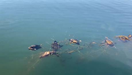 Sapanca Gölü'nde hayalet ağ katliamı