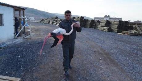 Tüfekle Vurulan Flamingoya Tedavi